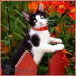 images/avatars/avatar-277.jpg